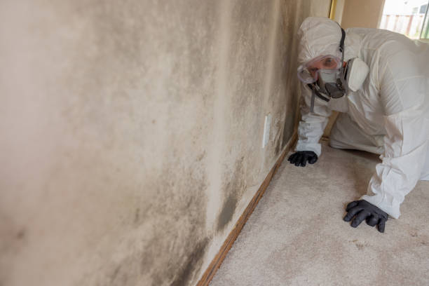 Best Mold Removal for HVAC Installations  in Gateway, AK